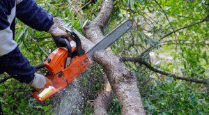 Know Your Chainsaw